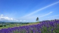 肥妇日皮视频日本一地6日游  境外旅游 6880元/人